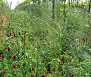 inkarnatklee, preload