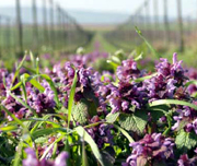 taubnesseln, preload